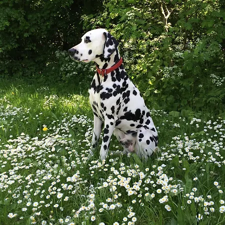 Chateau De La Goujonnerie 4*