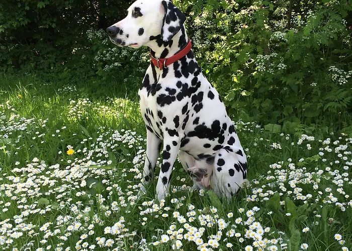 Chateau De La Goujonnerie 4*
